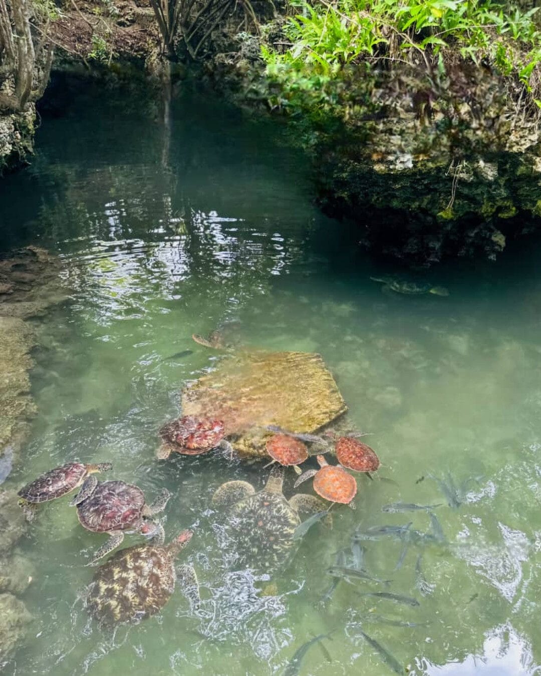turtles zanzibar take me to zanzibar tour